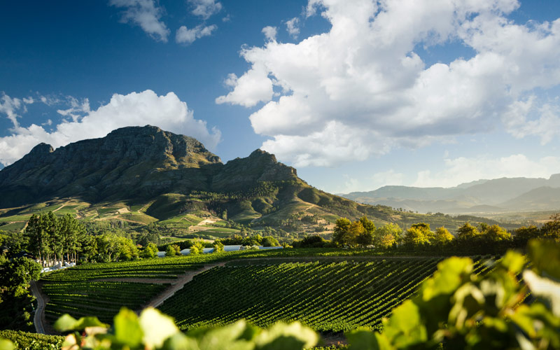 Cape Town Stellenbosch Wine Tours