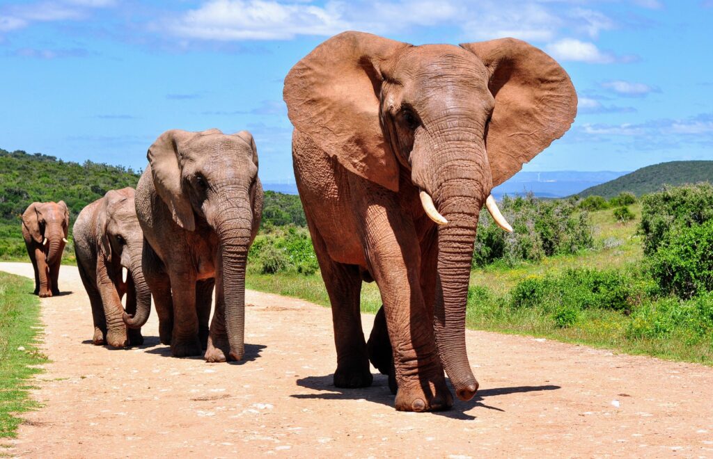 The Aquila Private Game Reserve – Where Wildlife Encounters Meet African Paradise