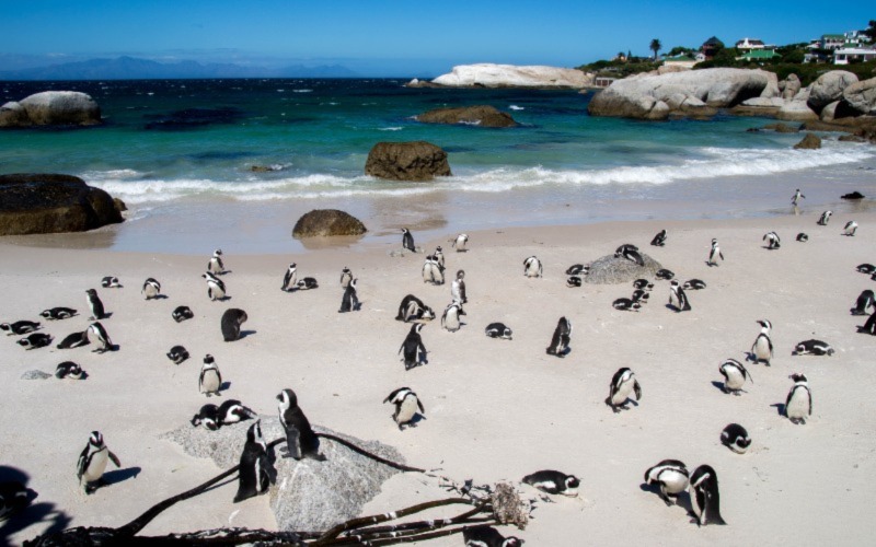 Cape Town Safari Tour
