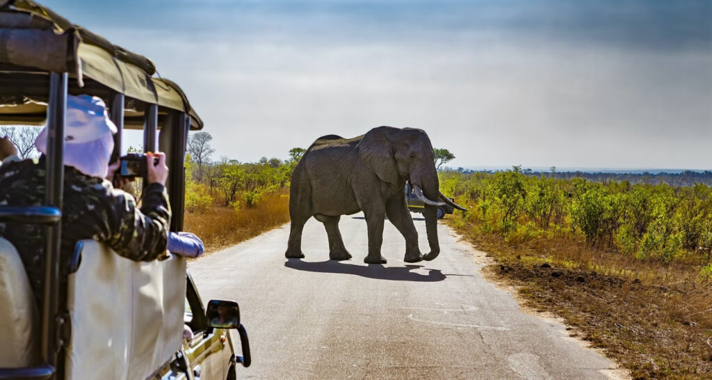 Kruger National Park Safari – A Guide To Visiting The Kruger National Park