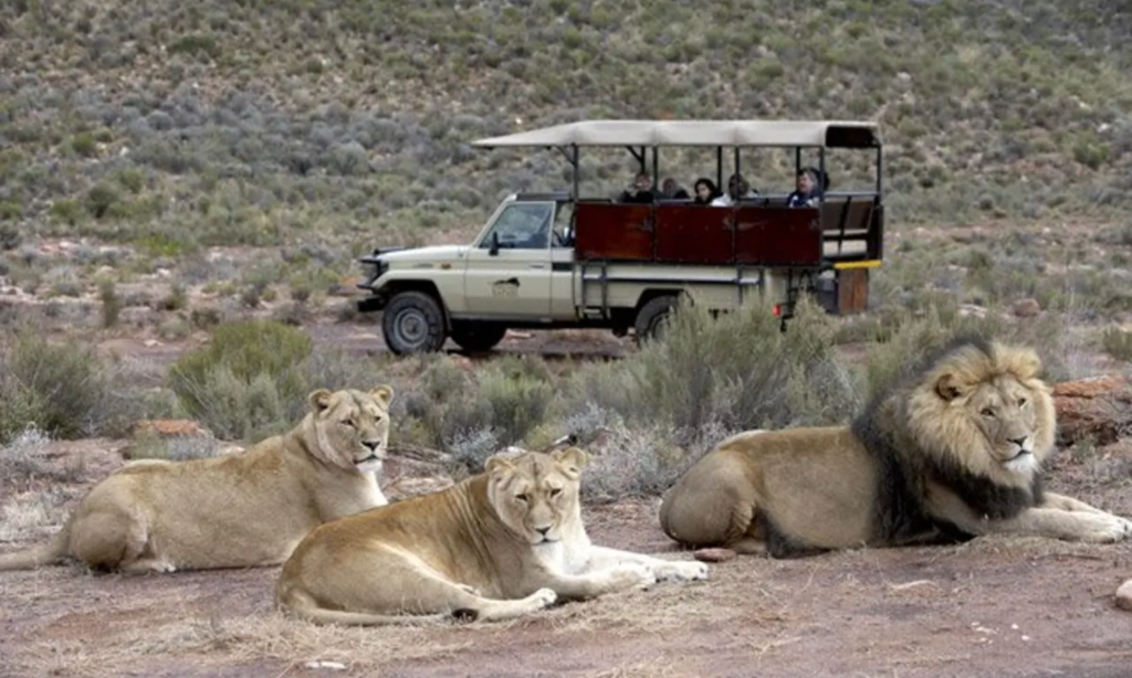 Aquila Game Reserve Day Trip from Cape Town – What To Expect!