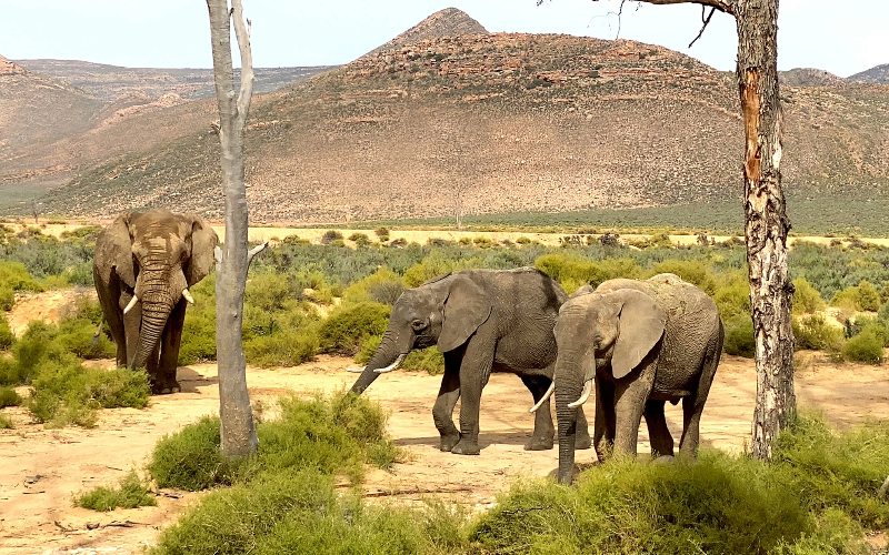 Aquila Game Reserve Day Trip