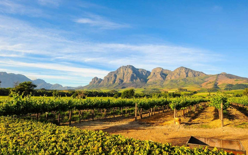 Cape Winelands
