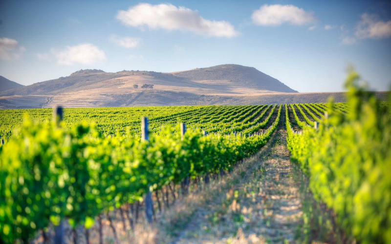 Cape Town Wine Tours