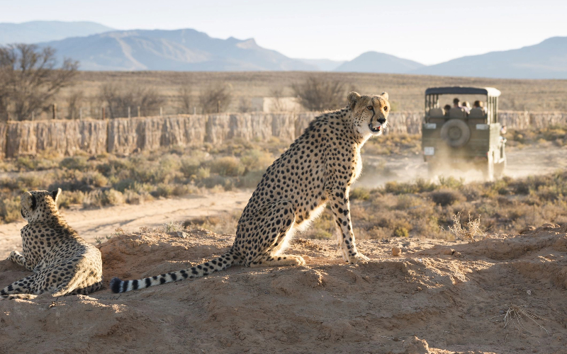 Cape Town Game Drive