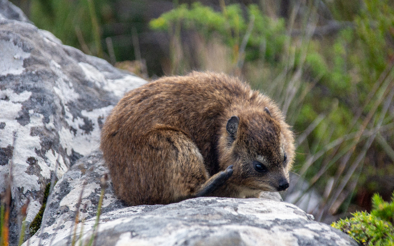 Table Mountain Wildlife