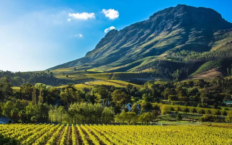 Cape Town Wine Tours