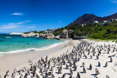 Cape Peninsula Tours