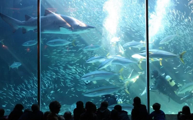 Two Oceans Aquarium Adventure