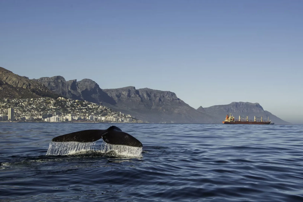 When Is The Best Time To Visit Cape Town