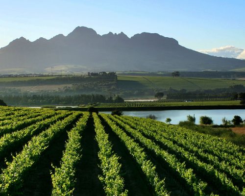 Cape Winelands