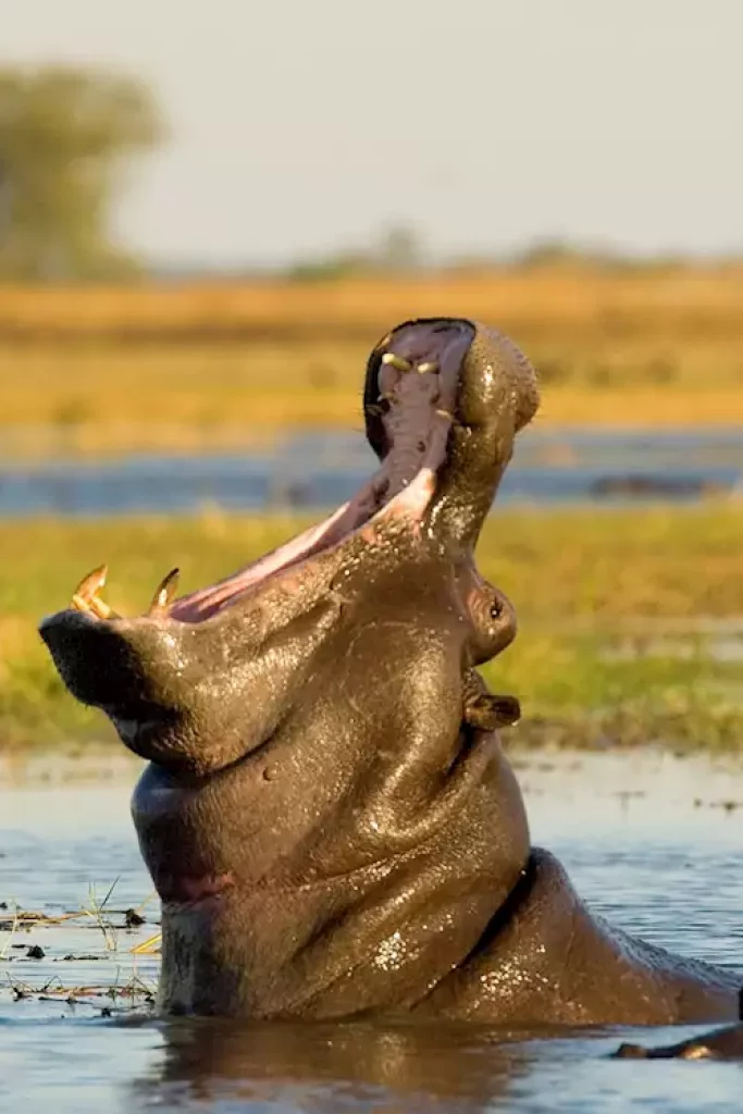 Kafue National Park 1