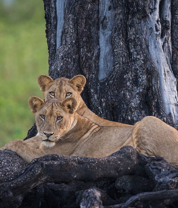 North-Luangwa-National-Park1
