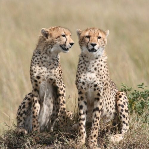 Phinda Game Reserve