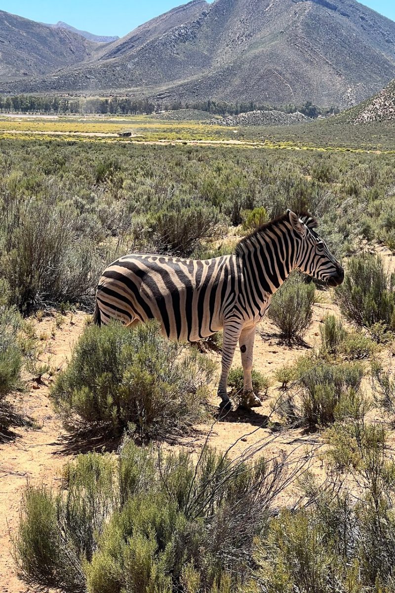 full-day-aquila-game-reserve-tour-ipna1